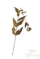 藏品(美洲風鈴草)的圖片